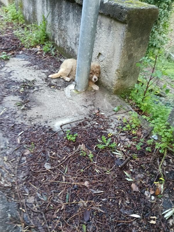 Zoey splendida cucciolotta cerca casa  Foto 3