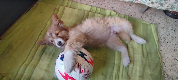 Zoey splendida cucciolotta cerca casa  Foto 4