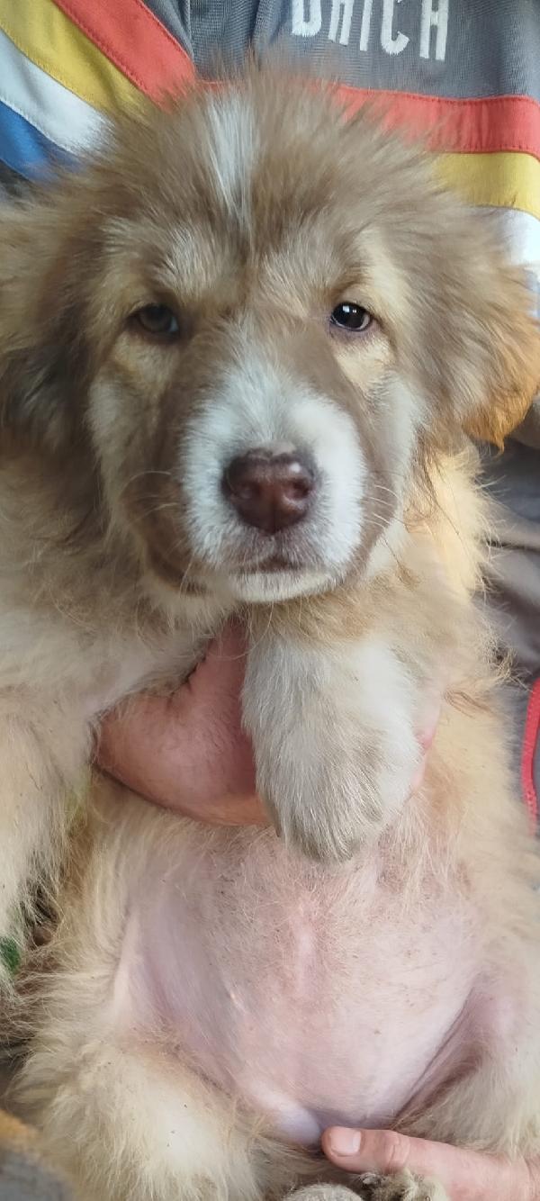 Zoey splendida cucciolotta cerca casa  Foto 5