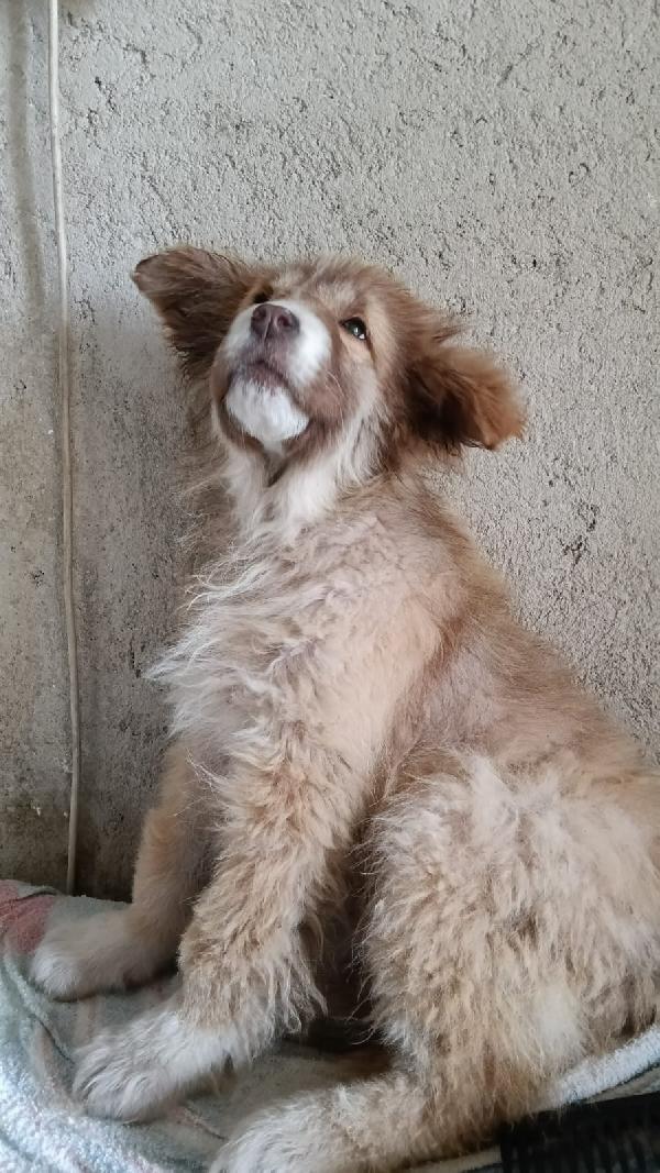 Zoey splendida cucciolotta cerca casa  Foto 6