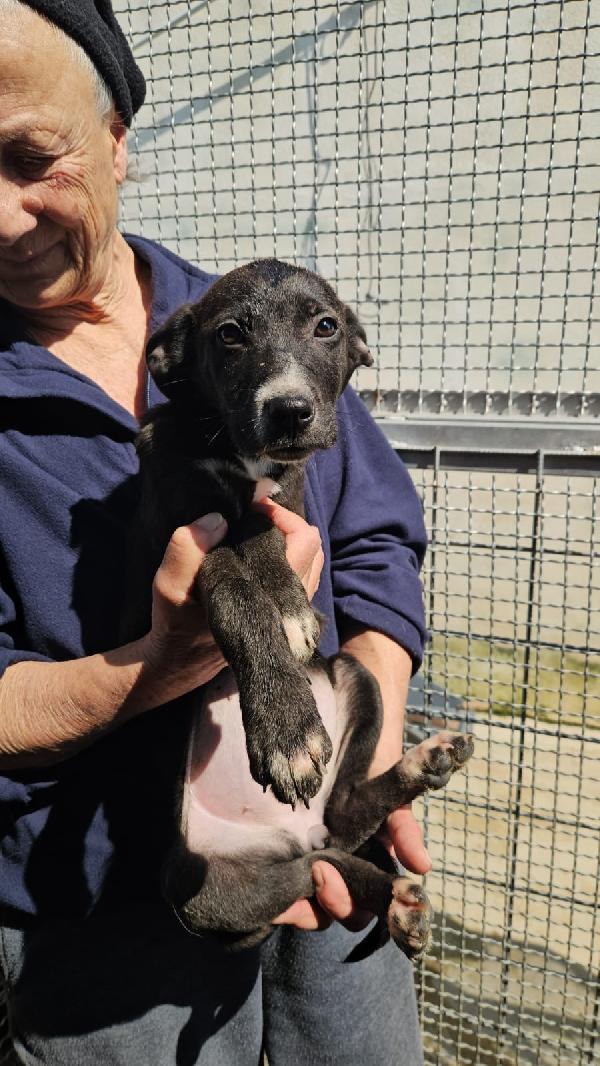 Ametista Splendida Dolce Cucciola Cerca Casa 