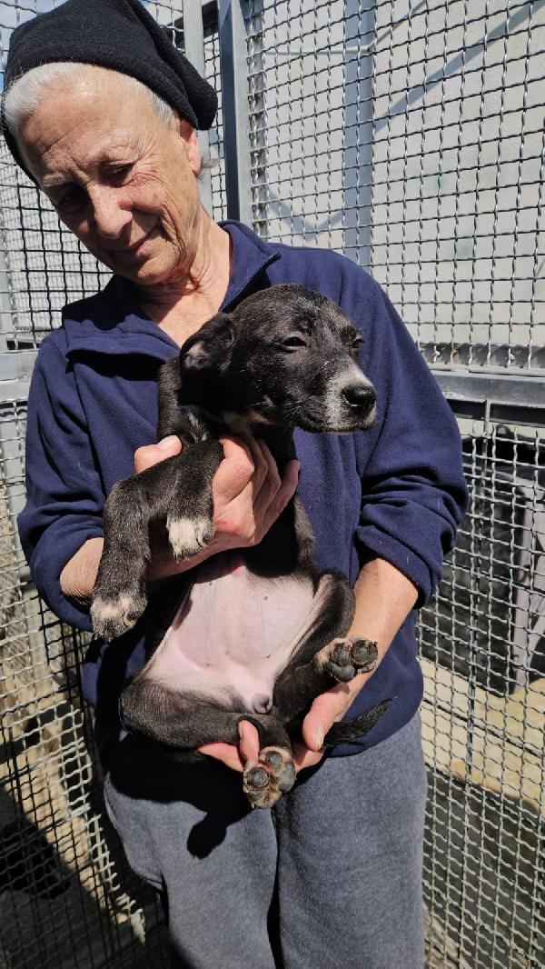 Ametista splendida dolce cucciola cerca casa  Foto 3