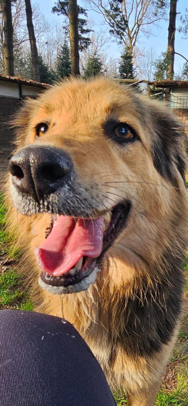 Milou, Un Magnifico Simil Pastore