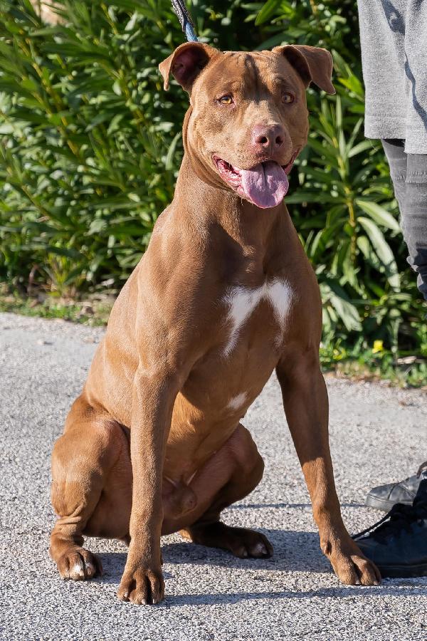 Jago, Meraviglioso Red Nose