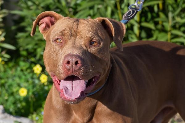 Jago, meraviglioso red nose Foto 2