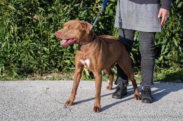 Jago, meraviglioso red nose Foto 3