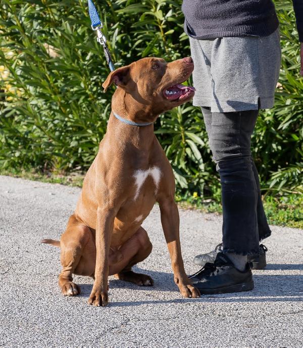 Jago, meraviglioso red nose Foto 4