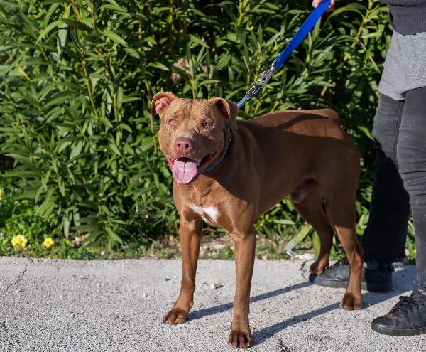 Jago, meraviglioso red nose Foto 5