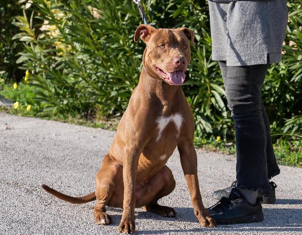 Jago, meraviglioso red nose Foto 6