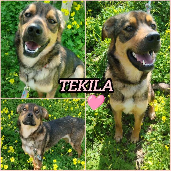 TEKILA ASPETTA UNA MAMMA  Foto 5