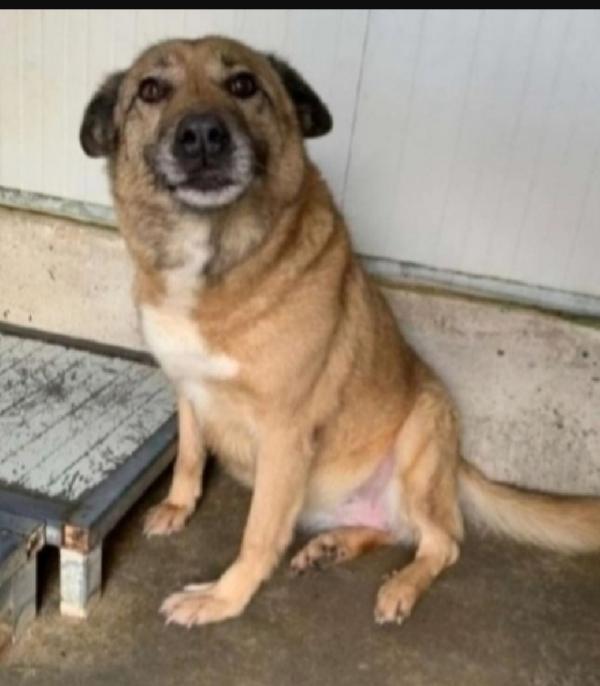 Quercia Anziana,Anni Ed Anni Di Canile.lombardia 