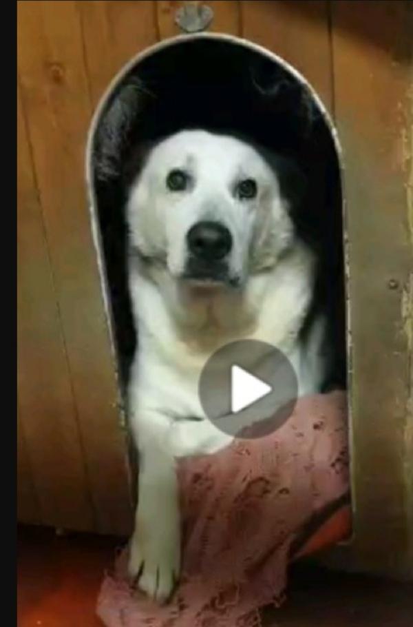 Biancone non giovane NON HA MAI AVUTO 1CASA.LECCO Foto 3