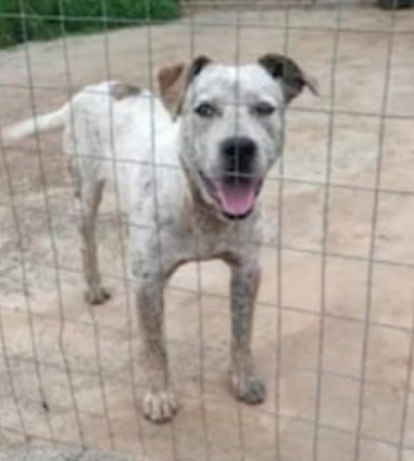 Fluck Mix Molossino 2Anni E 1/2 Dal Recinto Al Canile.sud