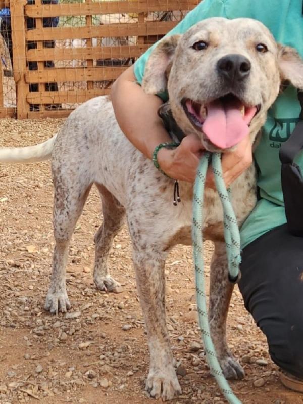 Fluck mix molossino 2anni e 1/2 dal recinto al canile.SUD Foto 4