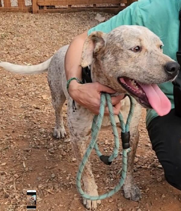 Fluck mix molossino 2anni e 1/2 dal recinto al canile.SUD Foto 5