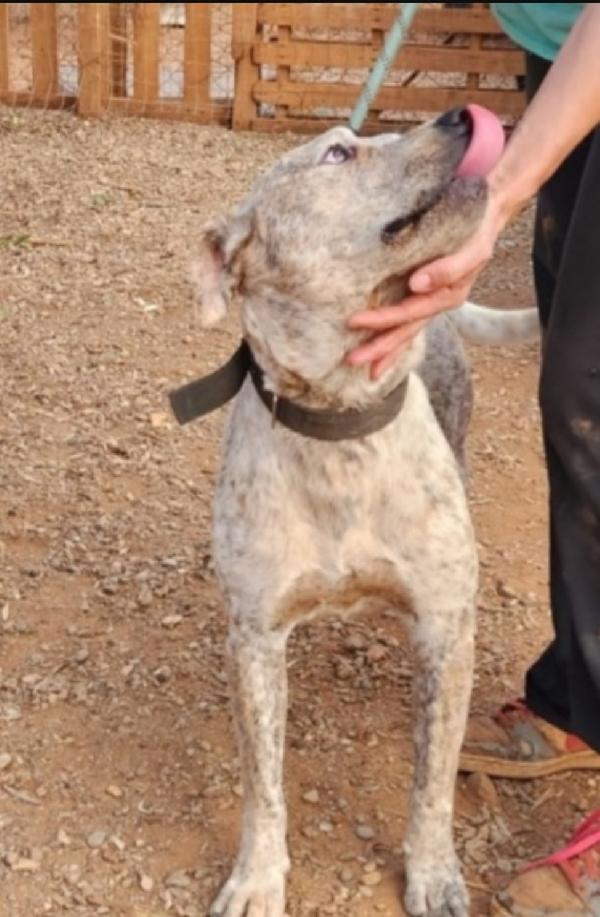 Fluck mix molossino 2anni e 1/2 dal recinto al canile.SUD Foto 6