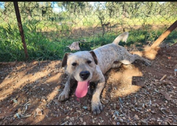 Fluck mix molossino 2anni e 1/2 dal recinto al canile.SUD Foto 8