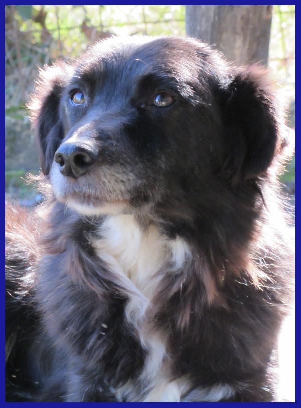 DAJE, SPLENDIDO SIMIL BORDER DI 5 ANNI, VIVACE E DOLCISSIMO, CERCA CASA! Foto 2