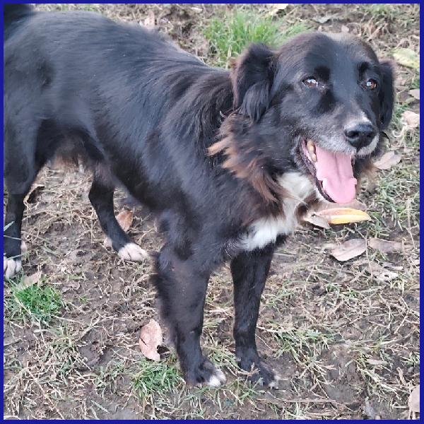 DAJE, SPLENDIDO SIMIL BORDER DI 5 ANNI, VIVACE E DOLCISSIMO, CERCA CASA! Foto 3