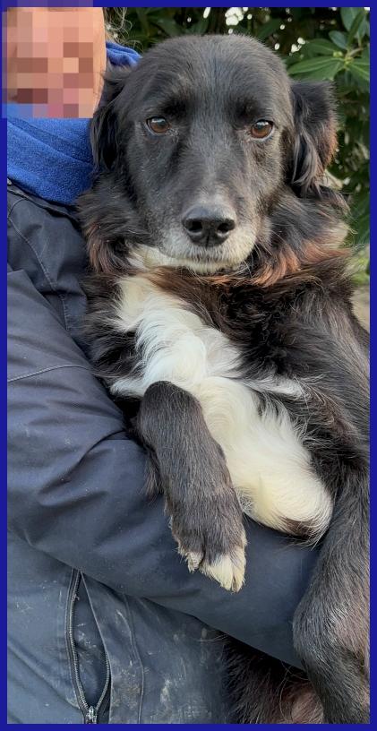 DAJE, SPLENDIDO SIMIL BORDER DI 5 ANNI, VIVACE E DOLCISSIMO, CERCA CASA! Foto 4