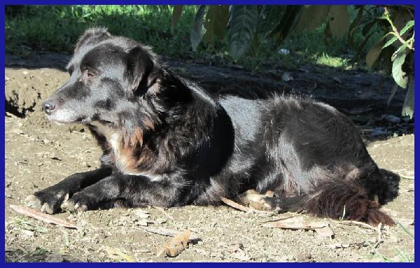 DAJE, SPLENDIDO SIMIL BORDER DI 5 ANNI, VIVACE E DOLCISSIMO, CERCA CASA! Foto 5