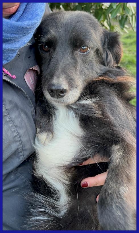 DAJE, SPLENDIDO SIMIL BORDER DI 5 ANNI, VIVACE E DOLCISSIMO, CERCA CASA! Foto 6