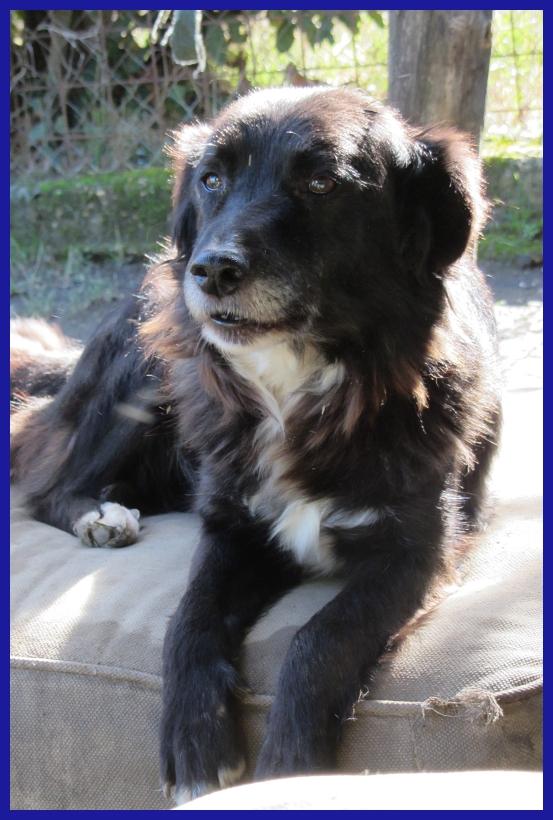 DAJE, SPLENDIDO SIMIL BORDER DI 5 ANNI, VIVACE E DOLCISSIMO, CERCA CASA! Foto 7