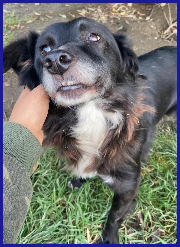 DAJE, SPLENDIDO SIMIL BORDER DI 5 ANNI, VIVACE E DOLCISSIMO, CERCA CASA! Foto 8