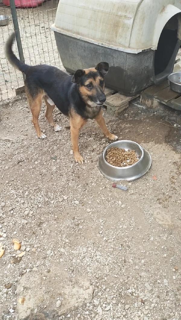 Una casa per GOKU  Foto 2