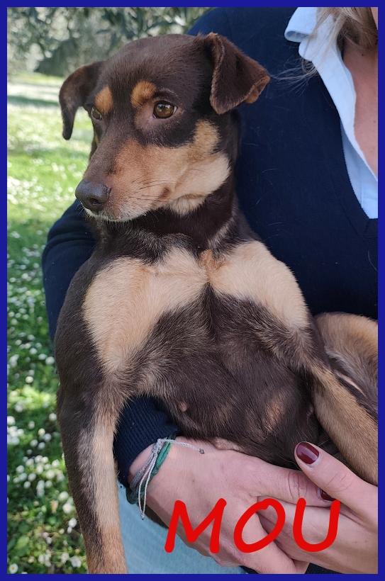 Mou Tenerissima Piccoletta Di 2 Anni, Cerca Coccole Ed Una Famiglia Che La Ami!