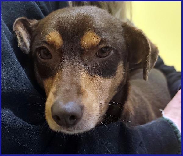 MOU TENERISSIMA PICCOLETTA DI 2 ANNI, CERCA COCCOLE ED UNA FAMIGLIA CHE LA AMI! Foto 2