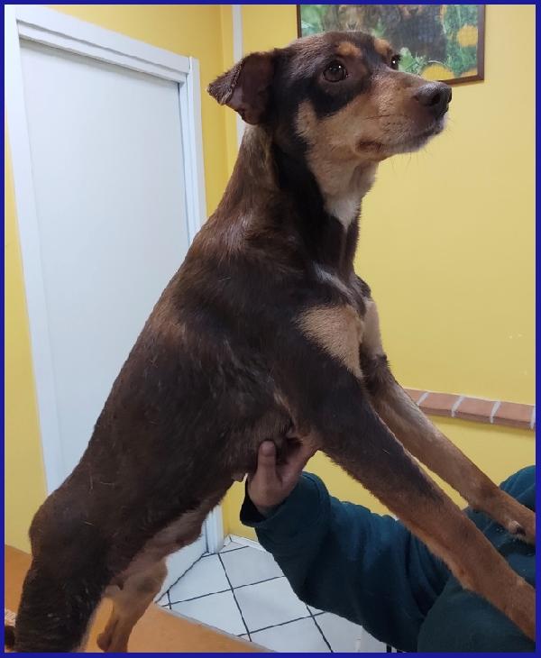 MOU TENERISSIMA PICCOLETTA DI 2 ANNI, CERCA COCCOLE ED UNA FAMIGLIA CHE LA AMI! Foto 3