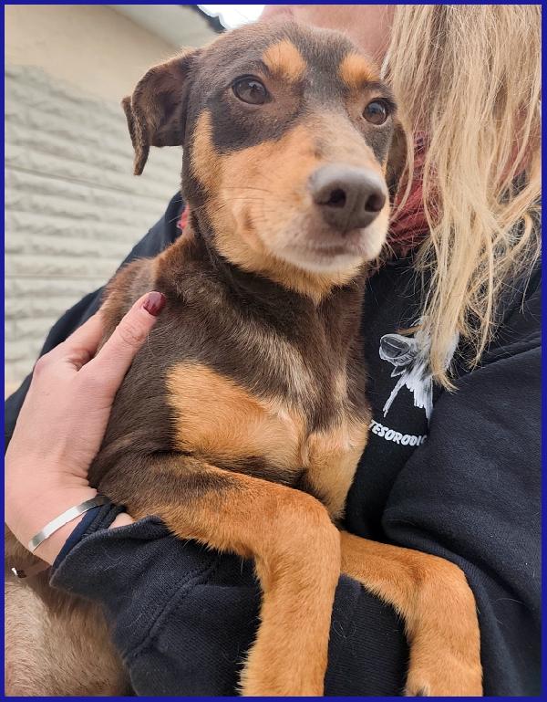 MOU TENERISSIMA PICCOLETTA DI 2 ANNI, CERCA COCCOLE ED UNA FAMIGLIA CHE LA AMI! Foto 5