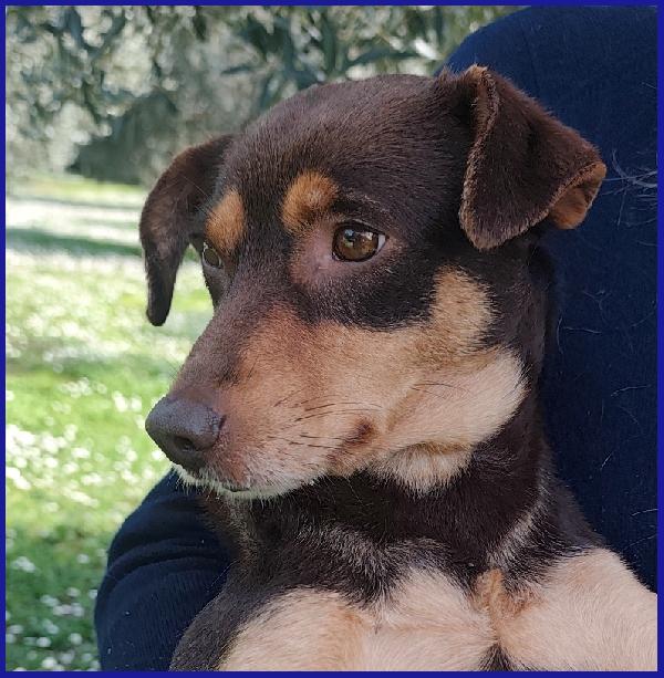 MOU TENERISSIMA PICCOLETTA DI 2 ANNI, CERCA COCCOLE ED UNA FAMIGLIA CHE LA AMI! Foto 6