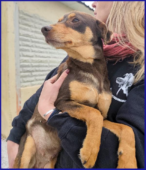 MOU TENERISSIMA PICCOLETTA DI 2 ANNI, CERCA COCCOLE ED UNA FAMIGLIA CHE LA AMI! Foto 7