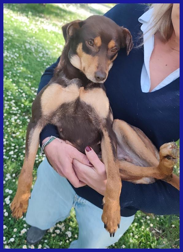 MOU TENERISSIMA PICCOLETTA DI 2 ANNI, CERCA COCCOLE ED UNA FAMIGLIA CHE LA AMI! Foto 8