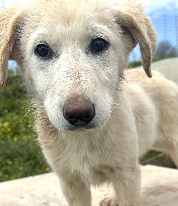 Nickie Splendida Dolce Cucciola Cerca Casa 