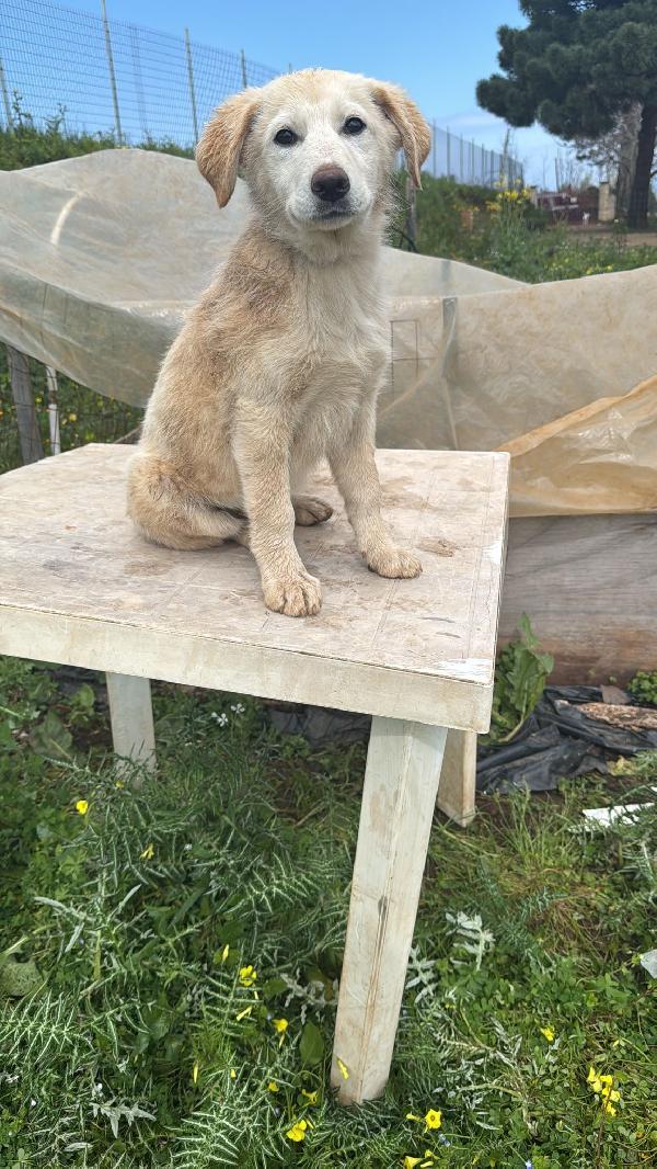 Nickie splendida dolce cucciola cerca casa  Foto 2