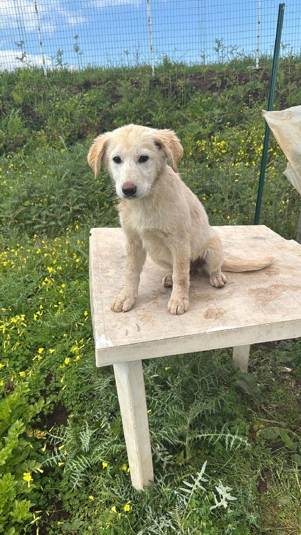 Nickie splendida dolce cucciola cerca casa  Foto 3