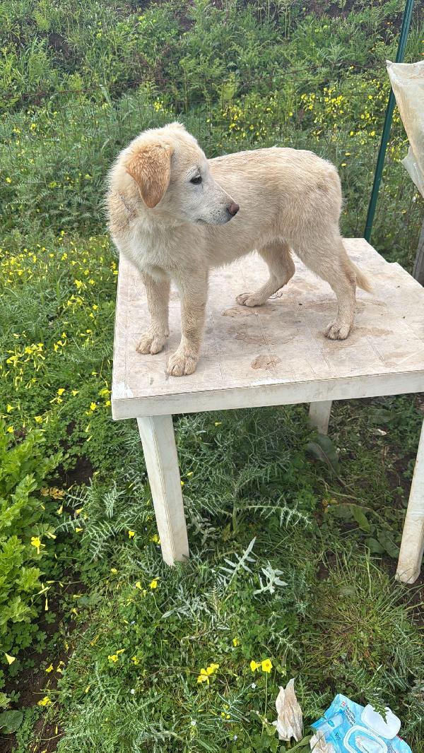 Nickie splendida dolce cucciola cerca casa  Foto 4