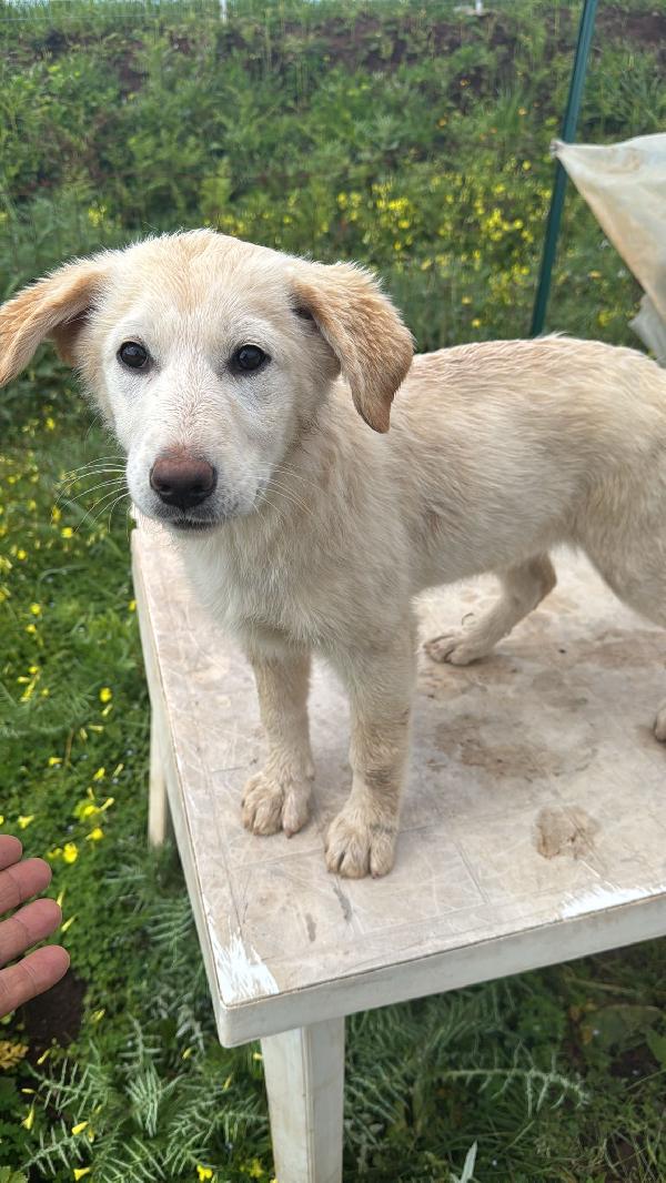 Nickie splendida dolce cucciola cerca casa  Foto 5