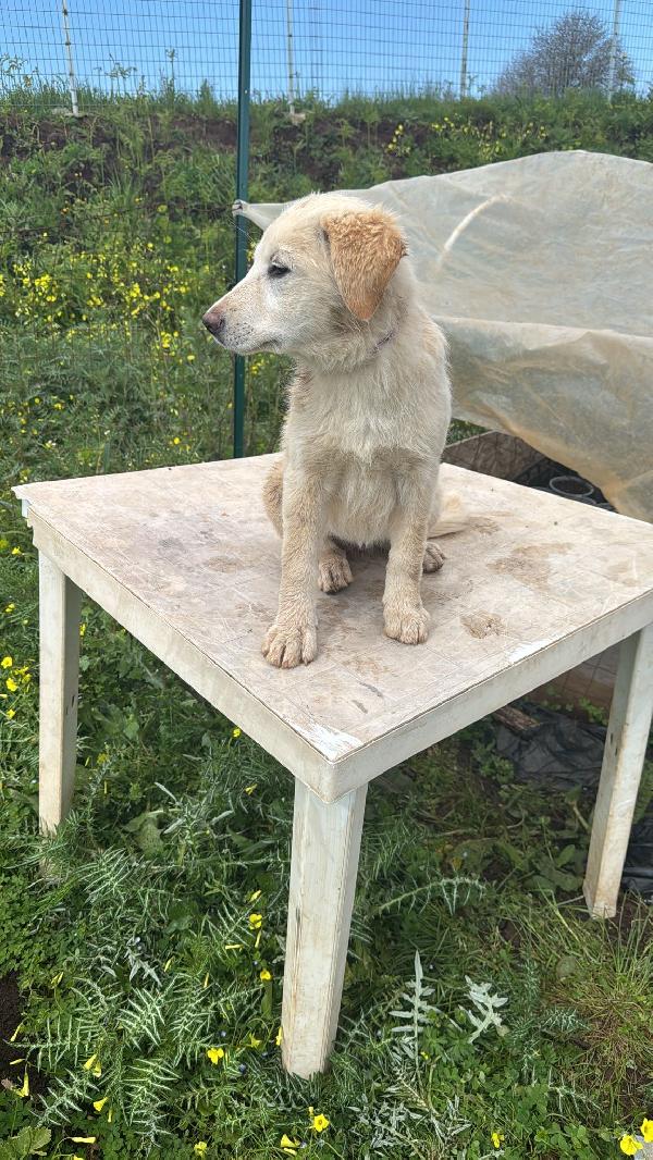 Nickie splendida dolce cucciola cerca casa  Foto 6