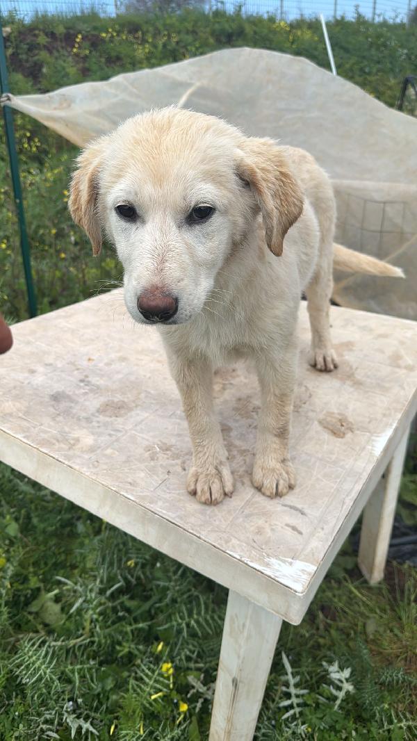 Nickie splendida dolce cucciola cerca casa  Foto 7