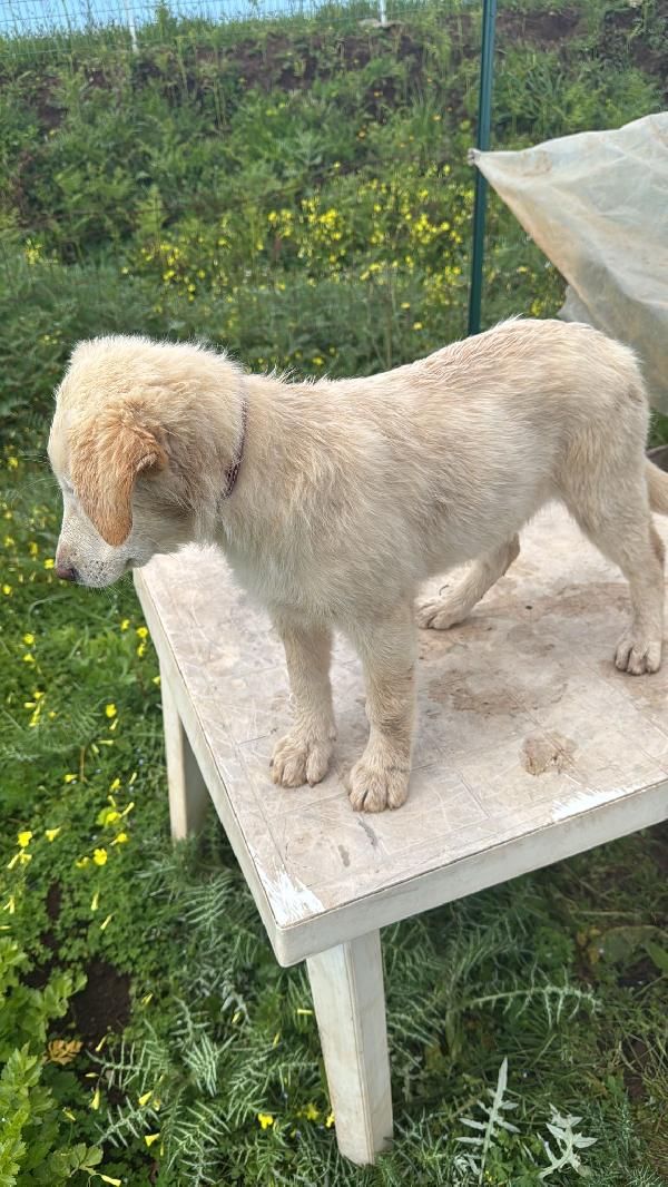 Nickie splendida dolce cucciola cerca casa  Foto 8