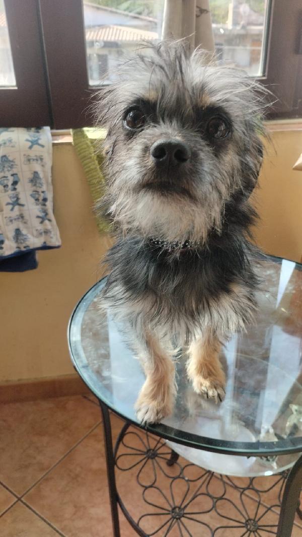 Simba Splendido Cucciolino Taglia Piccola Cerca Casa 