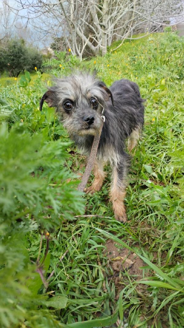 Simba splendido cucciolino taglia piccola cerca casa  Foto 2