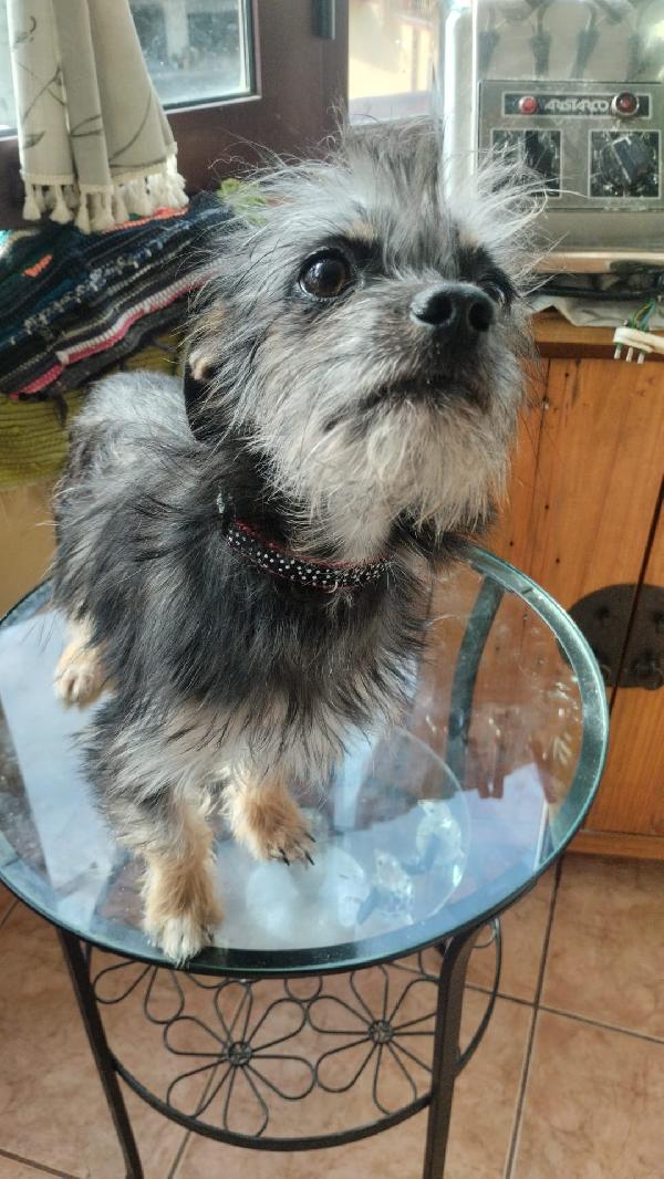 Simba splendido cucciolino taglia piccola cerca casa  Foto 3