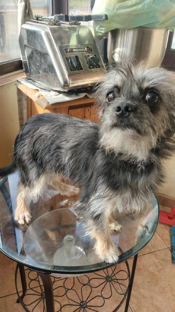 Simba splendido cucciolino taglia piccola cerca casa  Foto 4