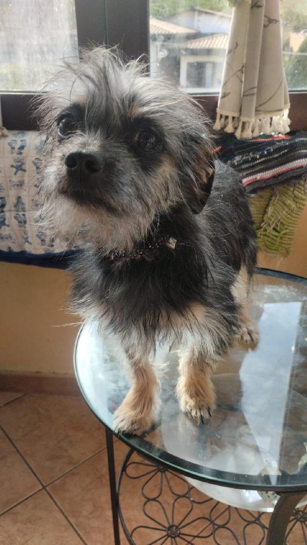 Simba splendido cucciolino taglia piccola cerca casa  Foto 5