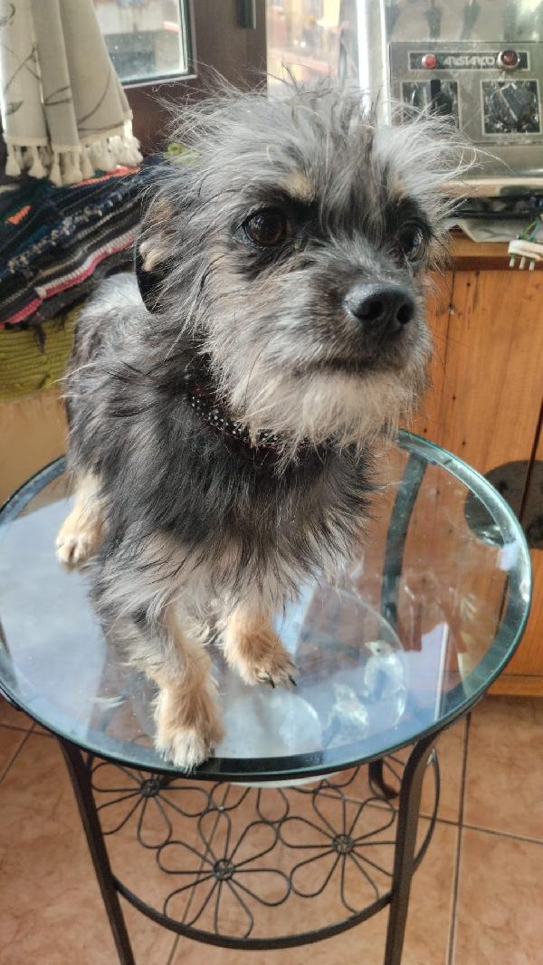 Simba splendido cucciolino taglia piccola cerca casa  Foto 6